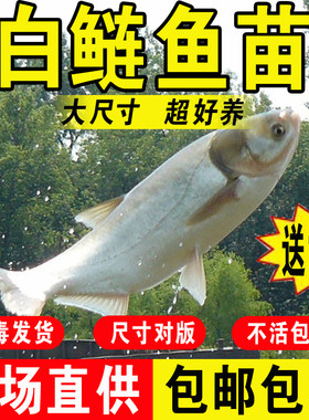 白鲢鱼苗淡水养殖鲜活鱼食用冷水观赏鱼白条大头胖头鲢鳙花鲢鱼苗