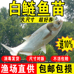 白鲢鱼苗淡水养殖食用活体冷水观赏鲢鳙跳鲢子胖大头花鲢鱼苗批发