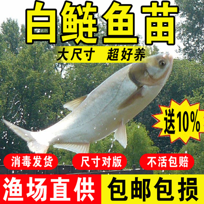 特大白鲢鱼苗淡水养殖冷水观赏鱼