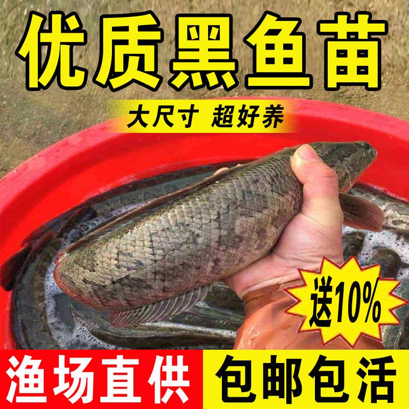 黑鱼苗淡水养殖食用活体路亚特大乌鳢生财鱼冷水观赏小鱼苗乌鱼苗-封面