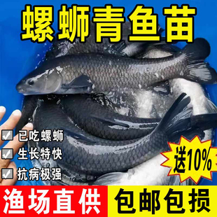 特大青鱼苗淡水养殖食用活鱼灰草黑皖螺蛳青鱼一斤冷水观赏青鱼苗