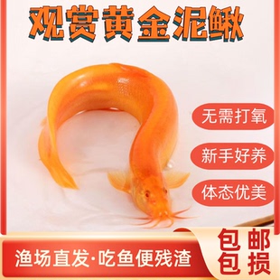 黄金泥鳅鱼苗淡冷水清道夫鱼缸清洁工具新练手耐活观赏小金鱼饲料