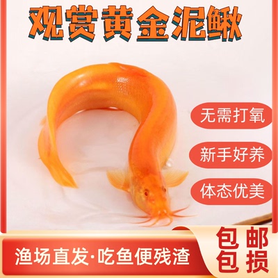 黄金泥鳅冷水观赏鱼好养耐活金鱼