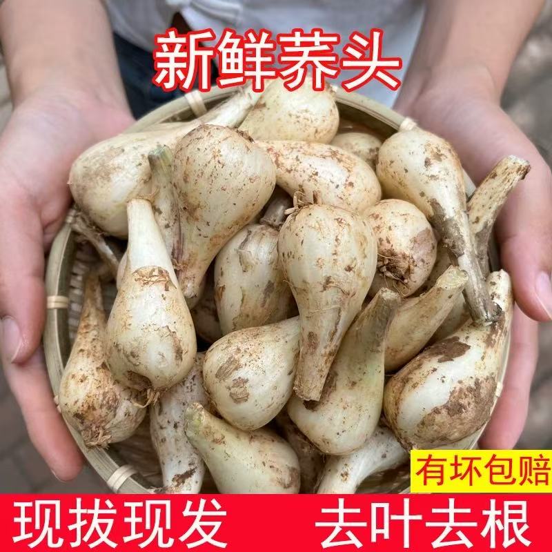 速发江西现挖特产藠头去叶荞头时令新鲜蔬菜农家新鲜茭白小蒜茭头