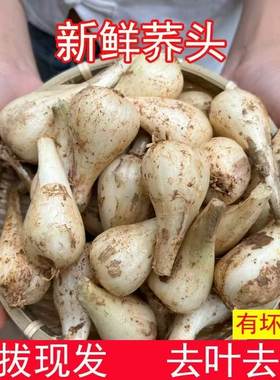速发江西现挖特产藠头去叶荞头时令新鲜蔬菜农家新鲜茭白小蒜茭头