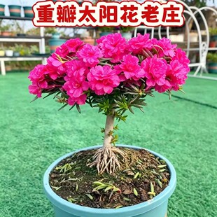 重瓣太阳花老桩牡丹玫红紫玫红素材花苗带根带土球棒棒糖造型好养