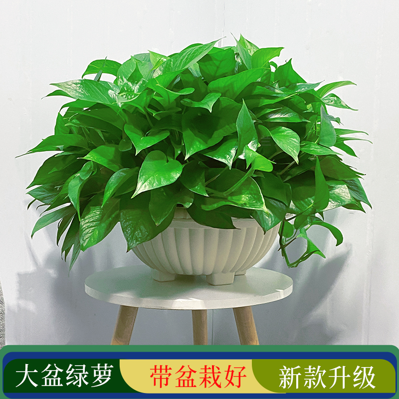 大盆绿萝栽室内植物长藤叶
