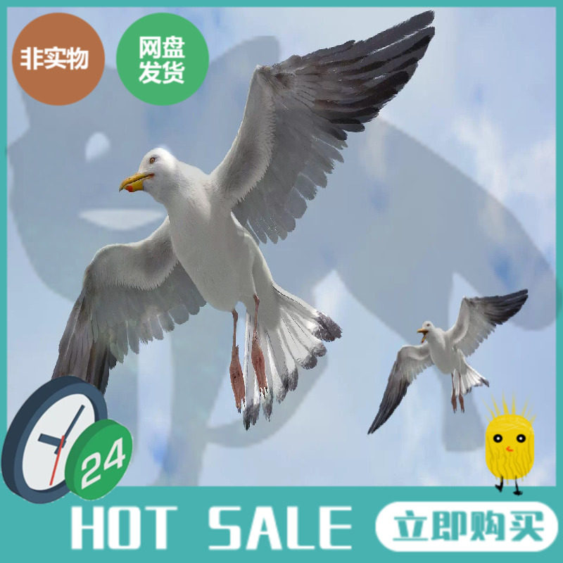 turbosquid影视3d模型海鸥带解剖肌肉三维cg鸟类动物素材