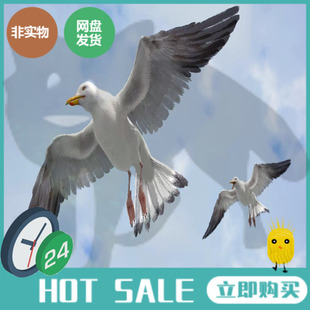 turbosquid影视3d模型海鸥带解剖肌肉三维cg鸟类动物素材