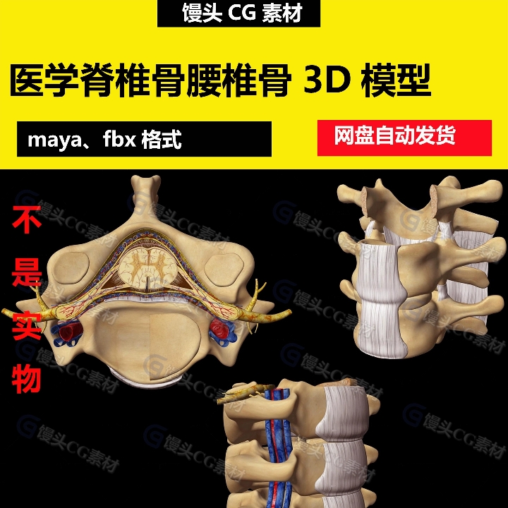 maya医学人体器官脊椎骨腰椎骨骨关节脊髓椎关节硬脊膜3d模型fbx