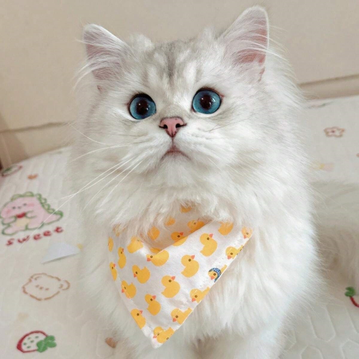 可爱口水巾小黄鸭围脖