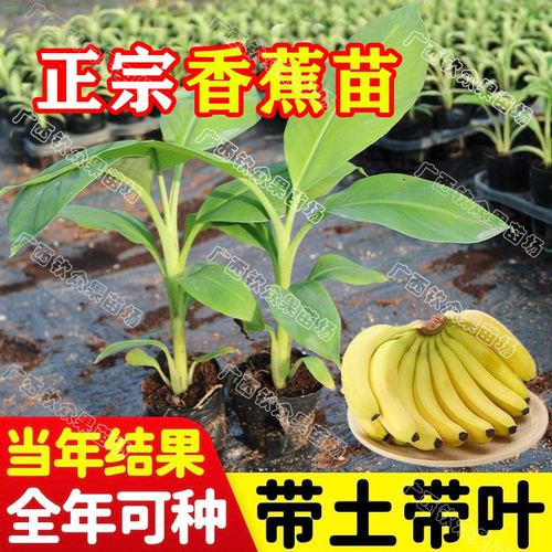 广西矮化香蕉苗软糯香甜高产