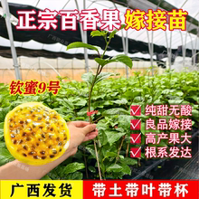 纯甜钦密9号黄金百香果树苗四季结果嫁接苗爬藤阳台庭院盆栽地栽