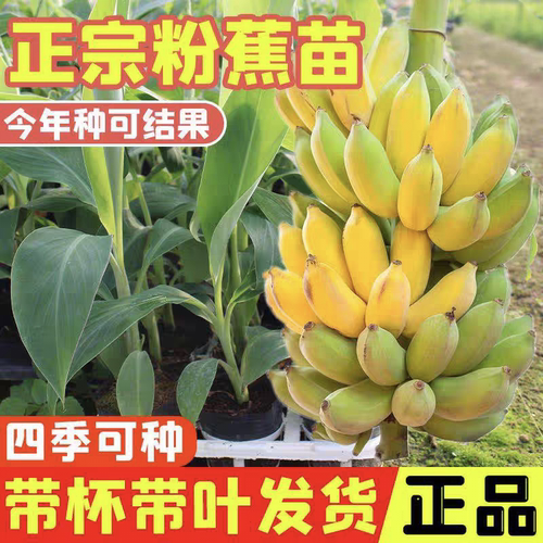 矮化香蕉苗易种活易管理地栽盆栽
