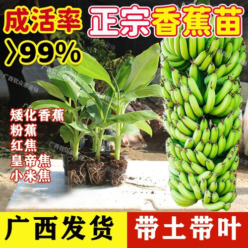 广西正宗矮化香蕉苗高产果大