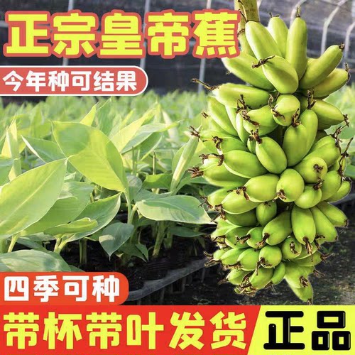 皇帝蕉树苗香甜软糯带杯带土