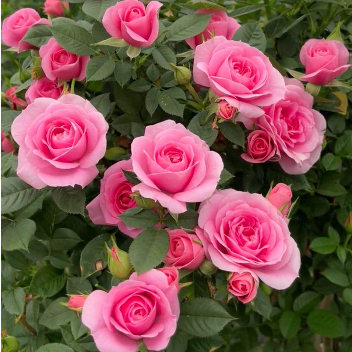 【嬉皮士星星】荷兰玫瑰爬藤欧月大花 爆花品种