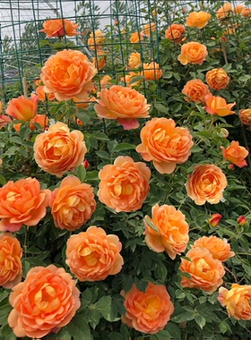 【夏洛特夫人】 藤本月季花苗爬藤浓香四藤本蔷薇植物庭院