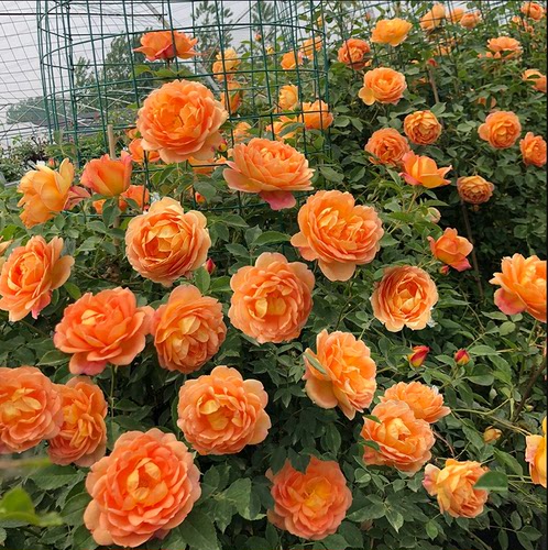 【夏洛特夫人】 藤本月季花苗爬藤浓香四藤本蔷薇植物庭院