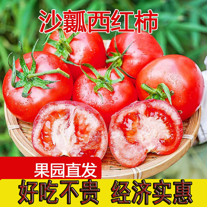 现摘水果番茄西红柿自然成熟沙瓤番茄生吃水果新鲜蔬菜