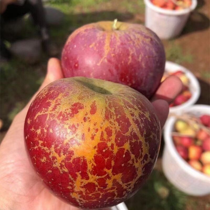 新鲜盐源当季水果当季水果