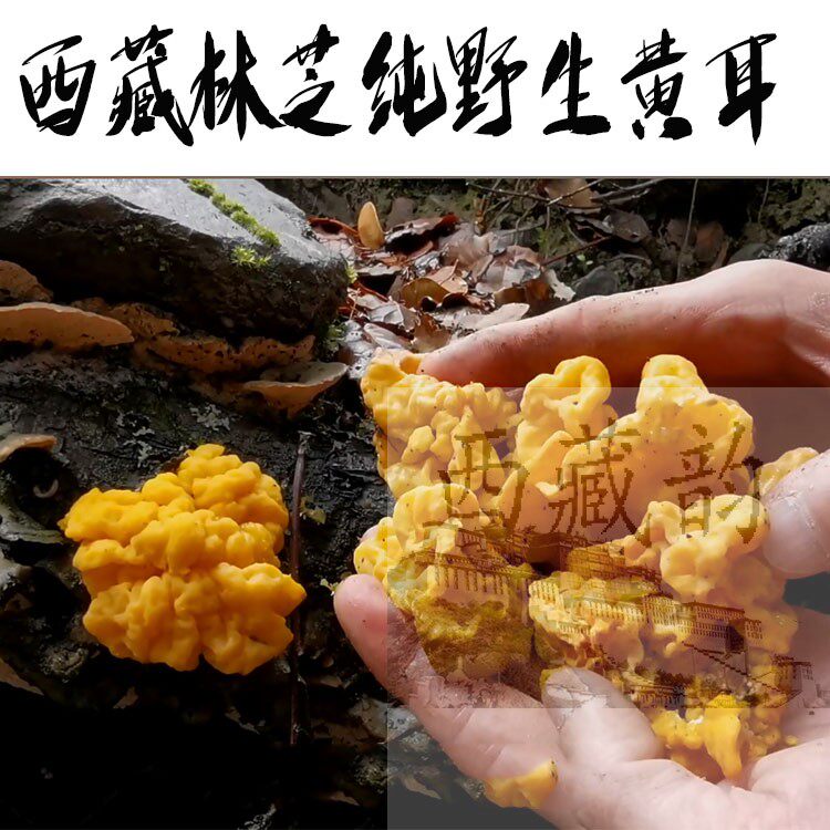 西藏直发100克包邮 西藏林芝野生干黄耳 金耳 野生金耳 很糯