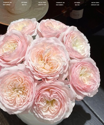 新森林鲜花精品优质基地玫瑰奥斯汀花型凯拉玫瑰赠送营养剂顺丰