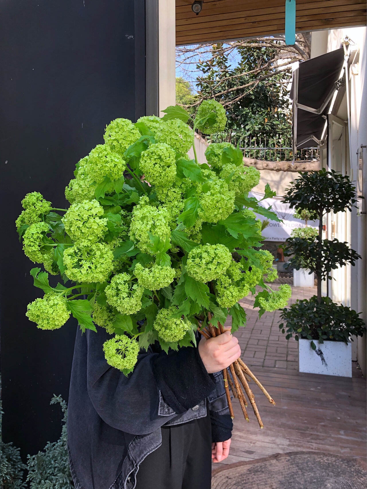 木绣球鲜切花高端花材球形簇拥水养家庭瓶插云南基地直发顺丰 鲜花速递/花卉仿真/绿植园艺 绣球/木绣球/木本植物 原图主图