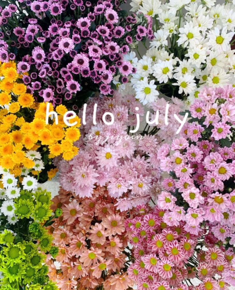 新森林小雏菊系列 精选a级超高性价比优质鲜切花顺丰任意两束包邮