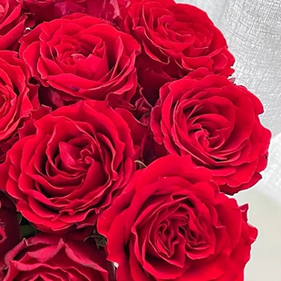 新森林鲜花圣诞红出口红玫瑰硬真爱珍爱品种红玫瑰顺丰基地发