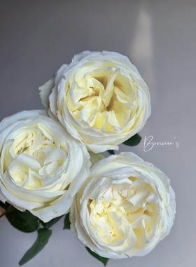 新森林鲜花引进种植奥斯汀白色玫瑰荣耀送人自用高端大气精品玫瑰