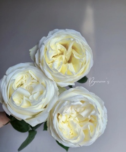 新森林鲜花引进种植奥斯汀白色玫瑰荣耀送人自用高端大气精品玫瑰