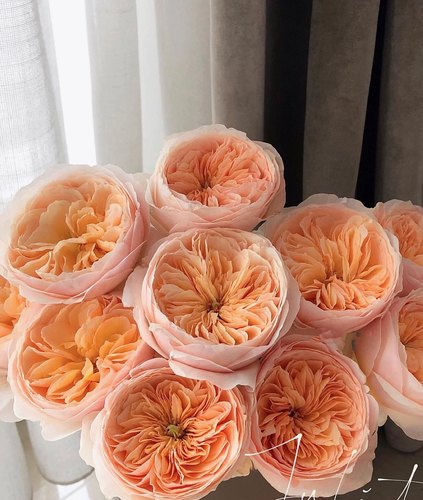 新森林鲜花精品优质基地玫瑰奥斯汀花型朱丽叶玫瑰赠送营养剂顺丰