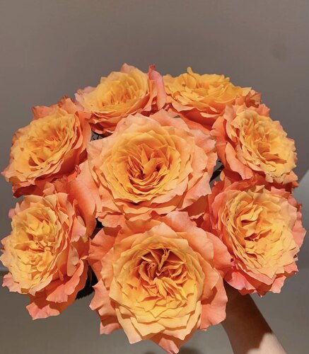 火灵鸟玫瑰花鲜花云南基地直发
