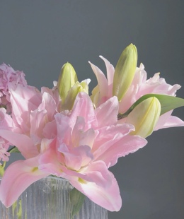 新森林浅粉色重瓣百合蜜糖水晶贵妃百合顺丰发货鲜切花送人礼物