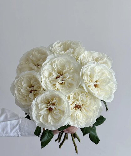 尼罗娜David Austin Leonora高端花精品玫瑰顺丰空运云南基地