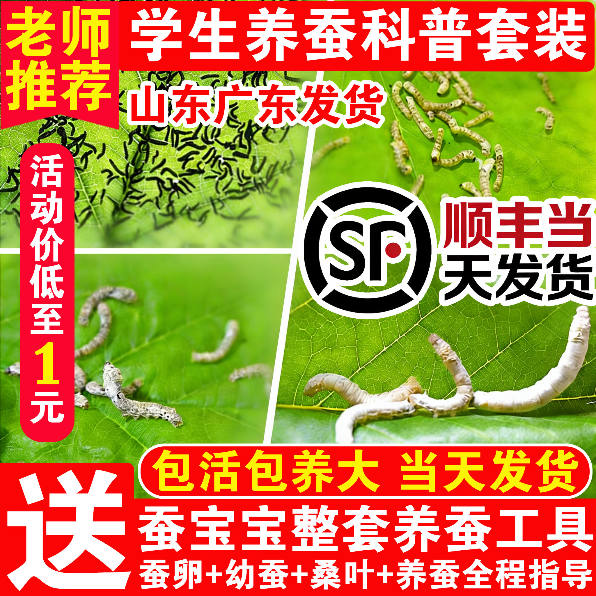 蚕宝宝活体彩色卵春蚕大小幼虫活物套装学生儿童新鲜桑叶配件包邮