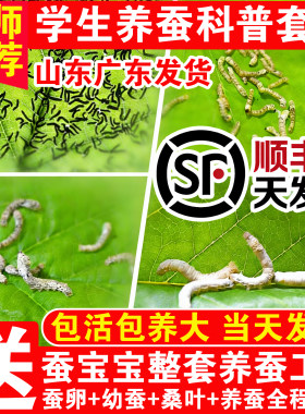 蚕宝宝活体蚕卵蚕籽学生养蚕套装