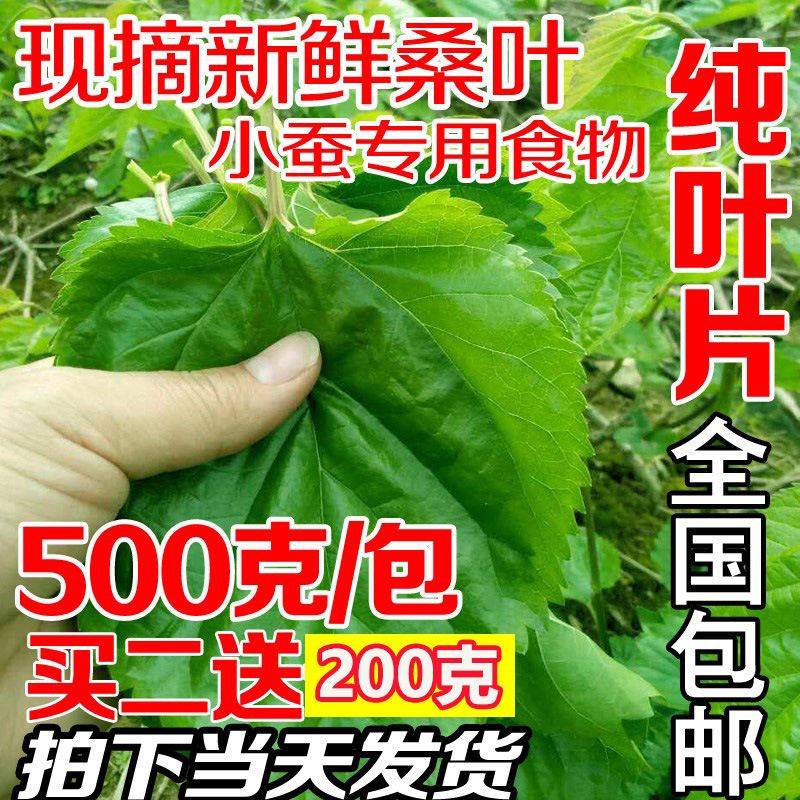 新鲜桑叶蚕宝宝饲料农家图片