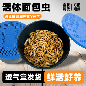 面包虫活虫蛋白虫黄粉虫包活幼虫蜥蜴守宫乌龟仓鼠龙鱼食用虫包邮