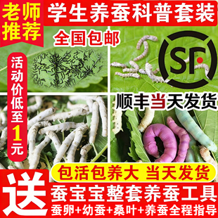 蚕宝宝活体金丝彩色白幼蚕学生养蚕套装蝉春蚕五龄3龄蚕卵送桑叶