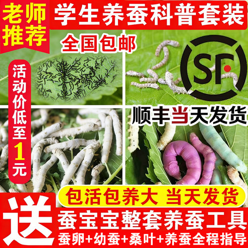 金丝蚕七彩色蚕宝宝学生养蚕套装