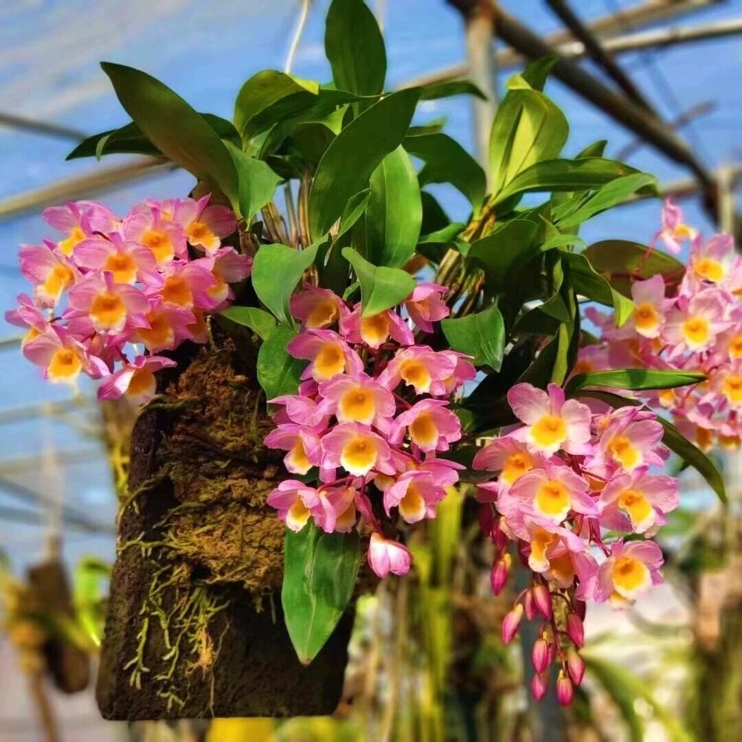 红花红法式石斛