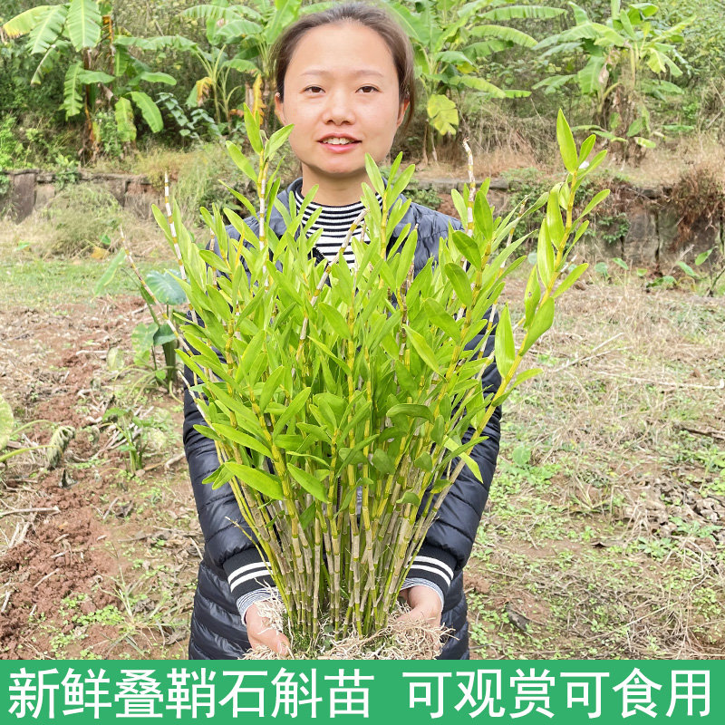 四川夹江叠鞘石斛兰可吃可观赏
