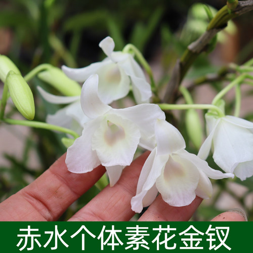 赤水金钗石斛白花素钗新鲜苗