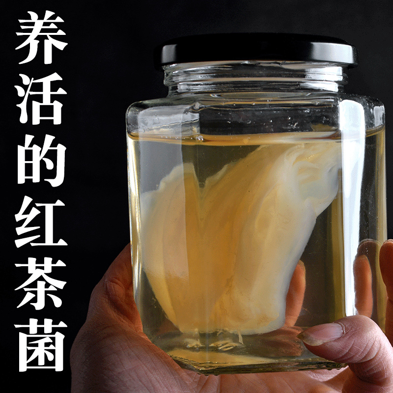 正宗红茶菌传统老胃宝海宝醋蛾子红茶菌菌种海宝菌母菌菌种 农用物资 农技服务 原图主图