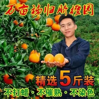 正宗九月红水果应季现摘手剥甜橙湖北秭归10斤大果多汁包邮