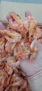 汕尾马宫特产烤虾干 即食虾休闲零食小吃下酒啤酒虾 淡鲜甜500g