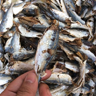 汕尾马宫 野生特产巴浪鱼干海鱼 池鱼干去头淡晒即食海鲜干货500g