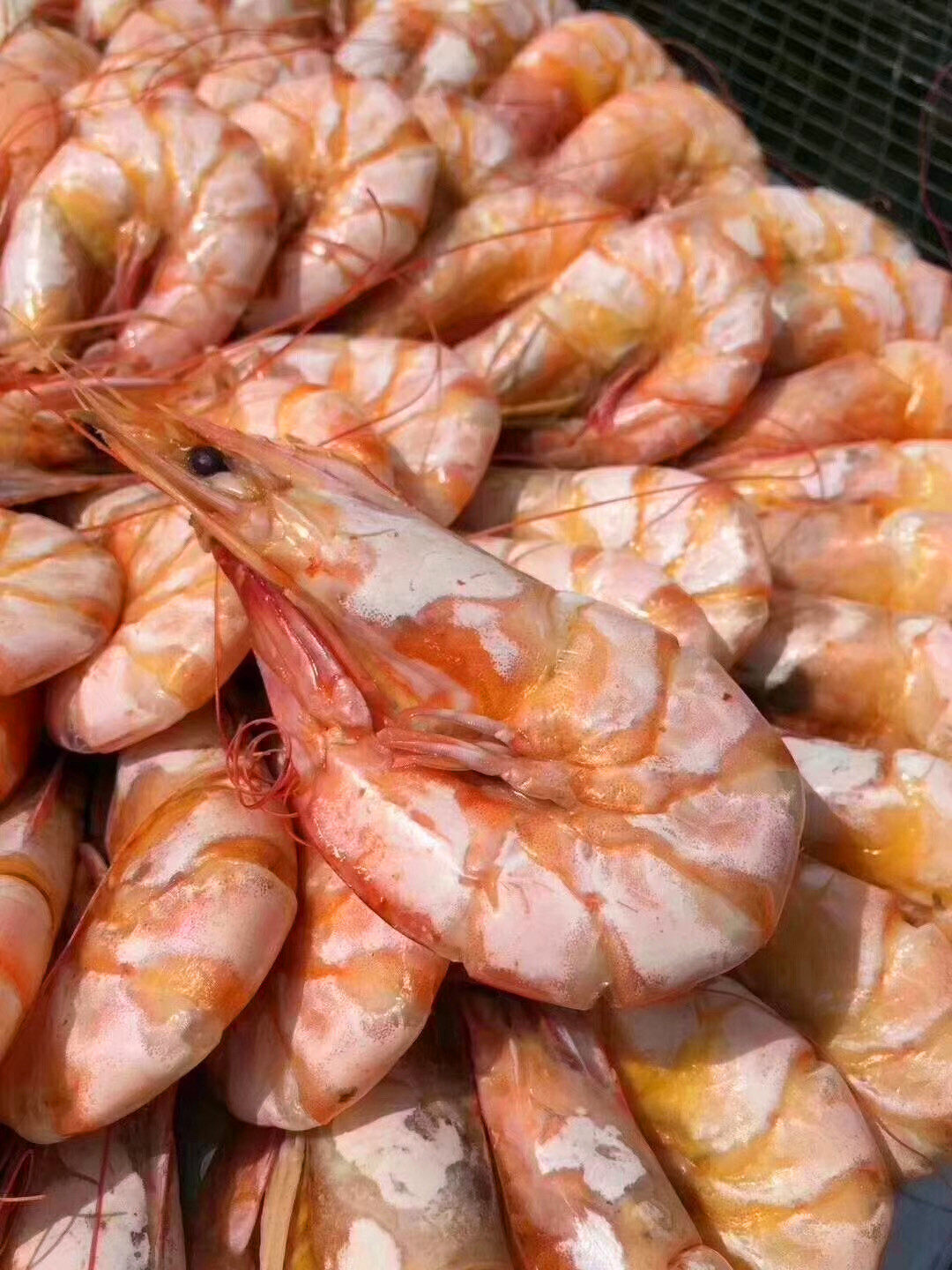 汕尾马宫海味 特产大只海白刺虾干 原味即食虾干对虾海鲜干货500g